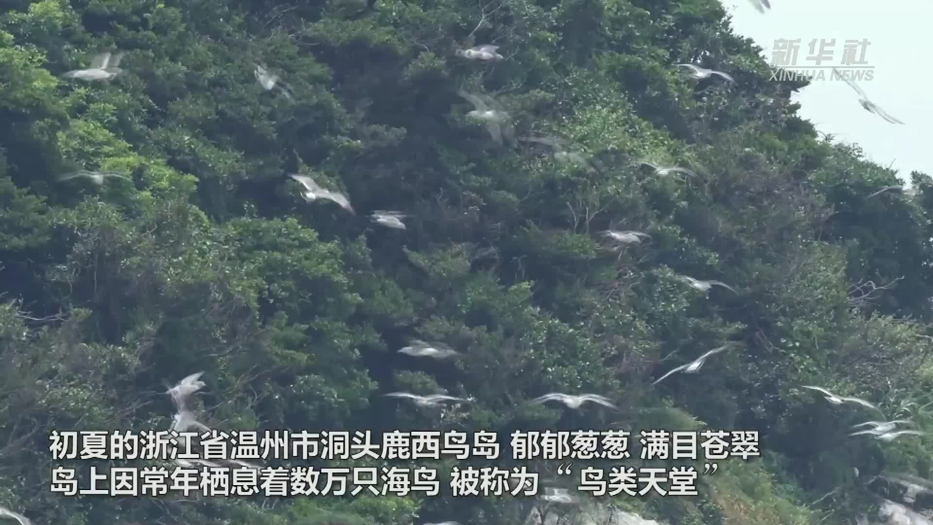 浙江温州：万鸟翱翔 尽显生态之美