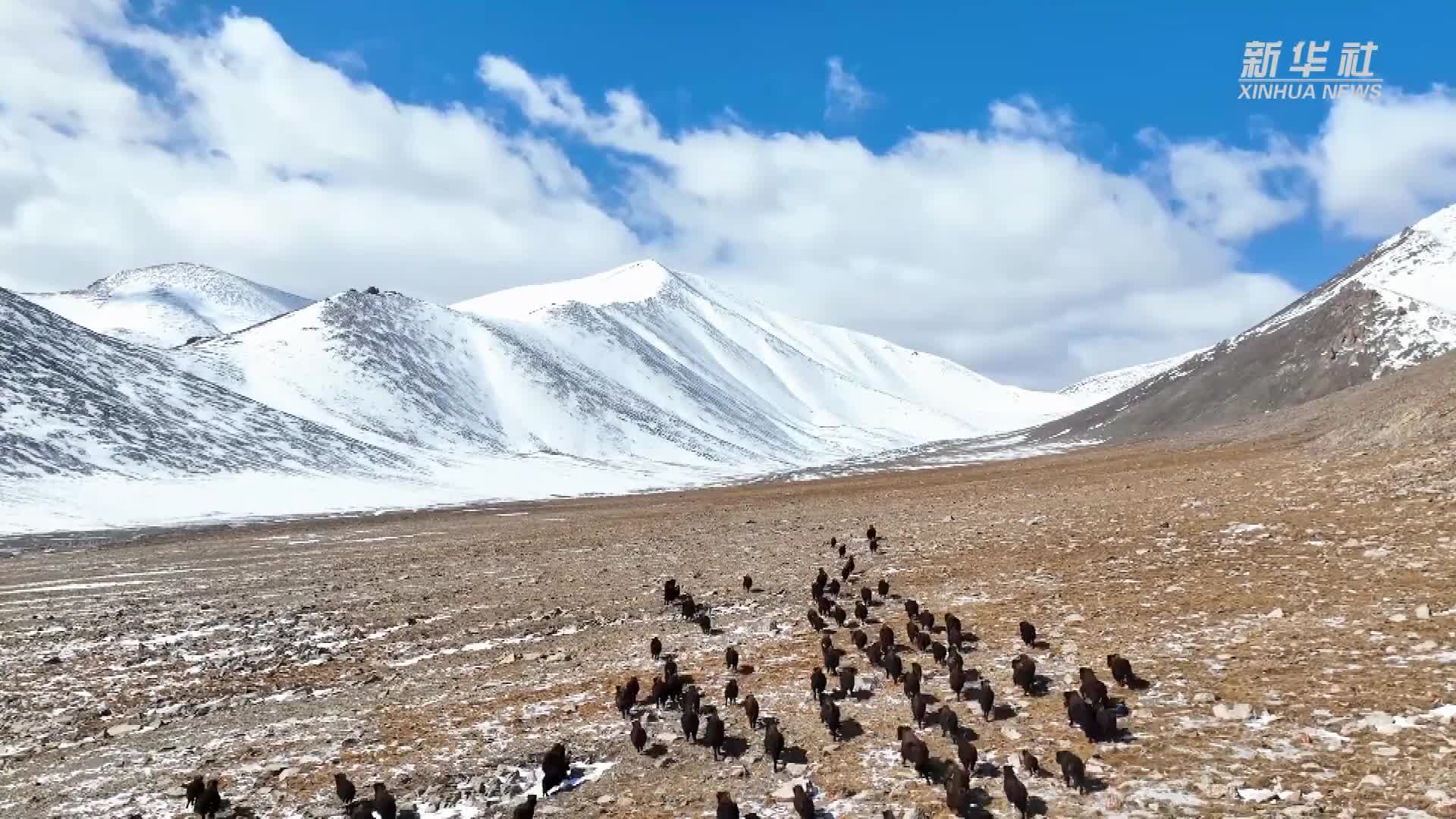 多种野生动物现身青海哈拉湖