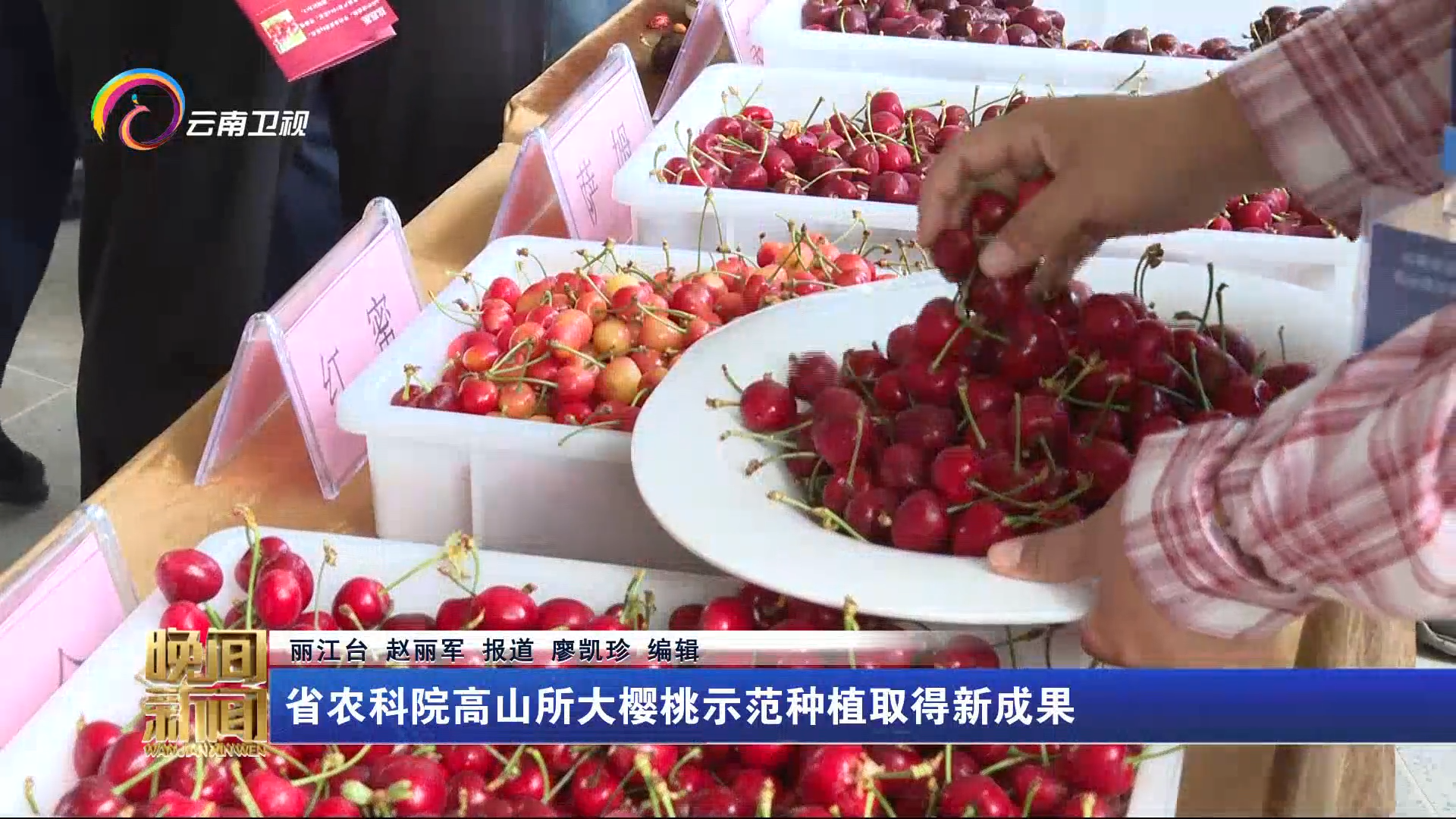 省农科院高山所大樱桃示范种植取得新成果