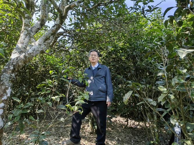 蓝增全：让古茶树长青致富更多茶农