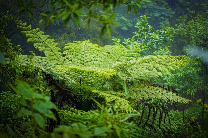 德宏陇川发现植物“活化石”桫椤群