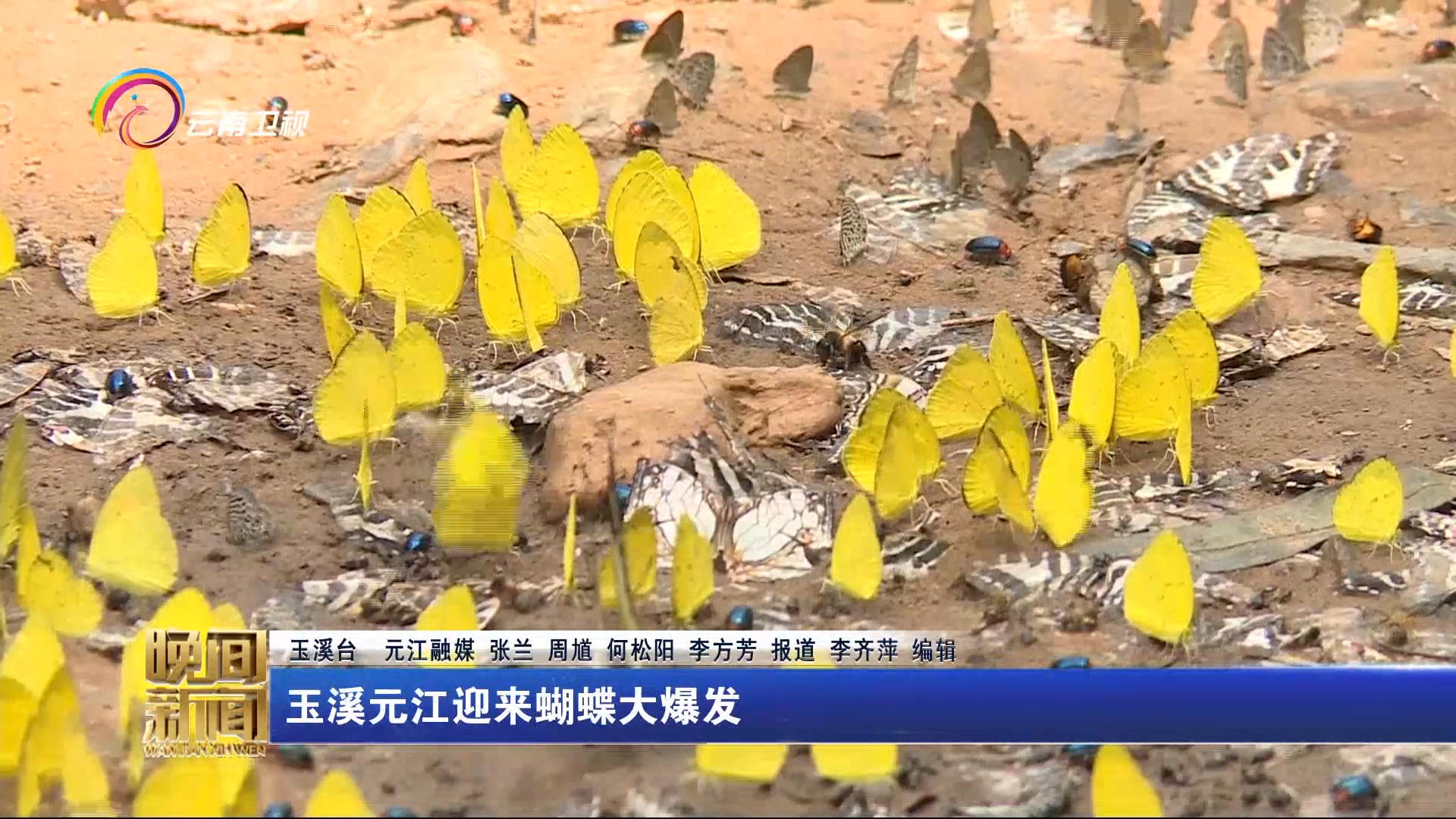 玉溪元江迎来蝴蝶大爆发 