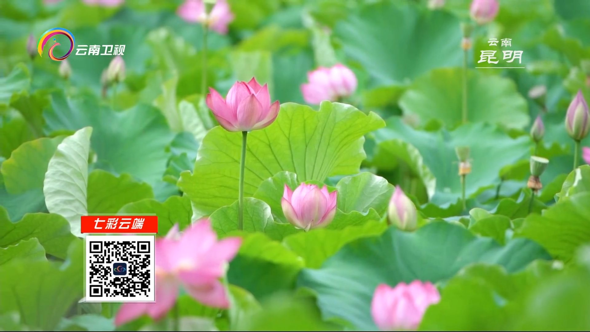 看见云南 小荷才露尖尖角