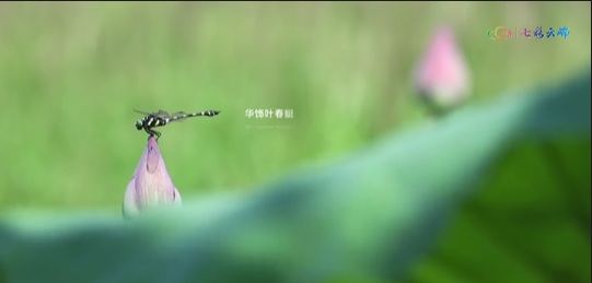 绿美云南•“植”观感“兽”丨蜻是蜻，蜓是蜓，别再搞混了！