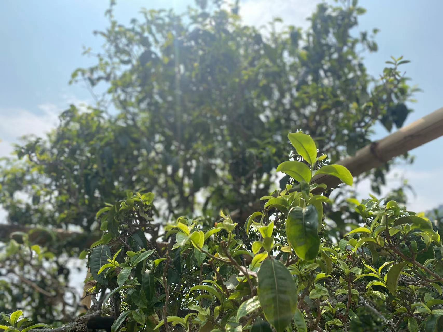 【媒体眼中的勐海】南糯山村——哈尼村寨茶香悠悠