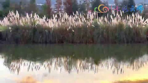 普者黑丨花轻如烟 洁如玉 远汀蒲苇白胜雪 