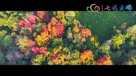 冬虽至，云岭依旧色斑斓