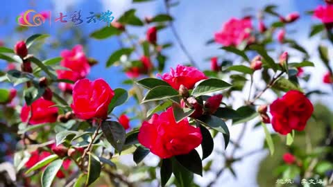 大理宾川：鸡足山花团锦簇春意浓