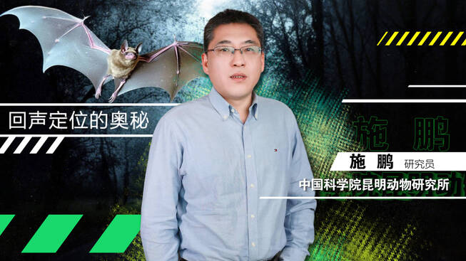 科学公开课：探秘回声定位的奥秘