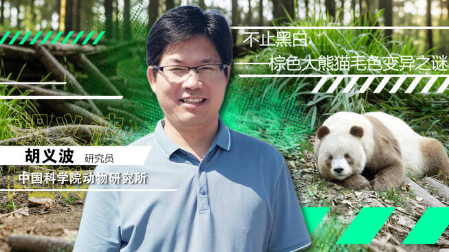 科学公开课：不止黑白——棕色大熊猫毛色变异之谜